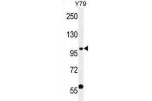Western Blotting (WB) image for anti-PHD Finger Protein 20 (PHF20) antibody (ABIN2996558) (PHF20 anticorps)