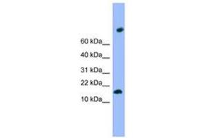 Image no. 1 for anti-Transmembrane Protein 42 (TMEM42) (N-Term) antibody (ABIN6744996)