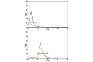 Flow cytometric analysis of NCI-H292 cells using CD105 antibody (bottom histogram) compared to a negative control (top histogram).