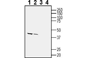 1-2. (CD63 anticorps  (Extracellular, Loop 2))