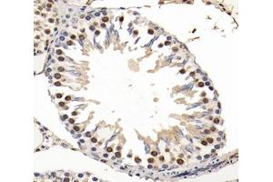 Immunohistochemistry analysis of paraffin-embedded rat testis using,SNRPD2 (ABIN7075634) at dilution of 1: 1600 (SNRPD2 anticorps)