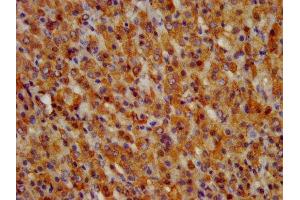 IHC image of ABIN7153683 diluted at 1:300 and staining in paraffin-embedded human adrenal gland tissue performed on a Leica BondTM system. (GRPR anticorps  (AA 326-384))