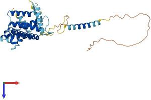 AlphaFold protein structure predicition of Mouse Recombinant Tmem115 Protein, UniprotID Q9WUH1