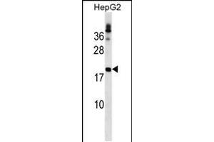 Western blot analysis in HepG2 cell line lysates (35ug/lane). (LHFP anticorps  (N-Term))