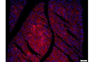Paraformaldehyde-fixed, paraffin embedded Rat Pancreas tissue, Antigen retrieval by boiling in sodium citrate buffer(pH6) for 15min, Block endogenous peroxidase by 3% hydrogen peroxide for 30 minutes, Blocking buffer (normal goat serum) at 37°C for 30min, Antibody incubation with FAM134B Polyclonal Antibody, Unconjugated  at 1:200 overnight at 4°C, followed by a conjugated secondary and DAPI staining