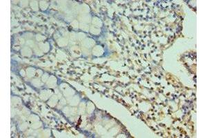 Immunohistochemistry of paraffin-embedded human small intestine tissue using ABIN7161084 at dilution of 1:100 (2B4 anticorps  (AA 22-224))