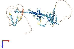 AlphaFold protein structure predicition of Mouse Recombinant Cactin Protein, UniprotID Q9CS00