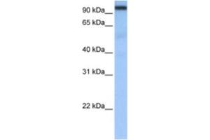Western Blotting (WB) image for anti-Cleavage and Polyadenylation Specific Factor 2, 100kDa (CPSF2) antibody (ABIN2462270) (CPSF2 anticorps)