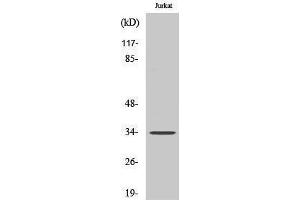 Western Blotting (WB) image for anti-Olfactory Receptor, Family 4, Subfamily D, Member 1 (OR4D1) (C-Term) antibody (ABIN3186093) (OR4D1 anticorps  (C-Term))