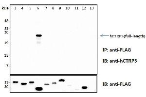 Immunoprecipitation (IP) analysis of the cell lysates from HEK293 cells transfected with empty vector or a panel of the FLAG-tagged CTRP family (full-length) followed by immunoblot analysis using anti-CTRP5 (human), pAb  antibody. (CTRP5 anticorps)