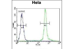 Flow cytometric analysis of Hela cells (right histogram) compared to a negative control cell (left histogram). (ASXL1 anticorps  (AA 521-549))