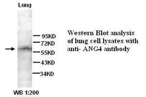 Image no. 1 for anti-Angiopoietin 4 (ANGPT4) (N-Term) antibody (ABIN790931) (Angiopoietin 4 anticorps  (N-Term))