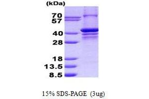 Image no. 1 for Poly (ADP-Ribose) Polymerase 2 (PARP2) protein (His tag) (ABIN1098789) (PARP2 Protein (His tag))