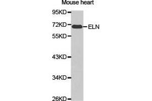 Western Blotting (WB) image for anti-Elastin (ELN) antibody (ABIN1872521) (Elastin anticorps)