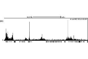 ChIP DNA-Sequencing (ChIP-seq) image for anti-Chromobox Homolog 2 (CBX2) (AA 482-532) antibody (ABIN7453311)