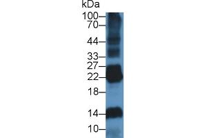 Western Blot; Sample: Rat Spleen lysate; ;Primary Ab: 1µg/ml Rabbit Anti-Rat DNASE1L2 Antibody;Second Ab: 0. (DNASE1L2 anticorps  (AA 32-229))