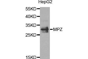 Western blot analysis of extracts of HepG2 cell line, using MPZ antibody. (MPZ anticorps)