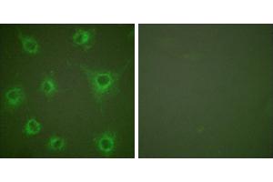 Peptide - +Immunofluorescence analysis of COS7 cells, using Collagen II antibody (#C0155). (COL2 anticorps)
