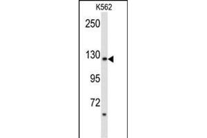 Western blot analysis of PLCB2 Antibody (N-term) (ABIN653200 and ABIN2842746) in K562 cell line lysates (35 μg/lane). (Phospholipase C beta 2 anticorps  (N-Term))