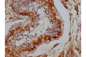 IHC image of ABIN7150076 diluted at 1:100 and staining in paraffin-embedded human testis tissue performed on a Leica BondTM system. (DLG4 anticorps  (AA 551-724))