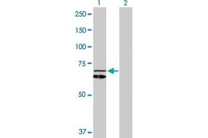 Western Blot analysis of HSPD1 expression in transfected 293T cell line by HSPD1 MaxPab polyclonal antibody. (HSPD1 anticorps  (AA 1-573))