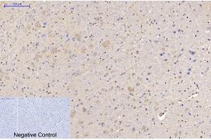 Immunohistochemical analysis of paraffin-embedded mouse brain tissue. (MAP2 anticorps)