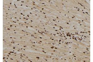 ABIN6276556 at 1/100 staining Rat heart tissue by IHC-P. (MAD1L1 anticorps  (N-Term))