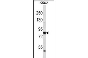 ABTB2 Antibody (C-term) (ABIN656457 and ABIN2845741) western blot analysis in K562 cell line lysates (35 μg/lane). (ABTB2 anticorps  (C-Term))