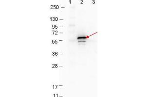 Western blot showing detection of 0. (YBX1 anticorps)