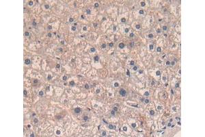 Used in DAB staining on fromalin fixed paraffin- embedded liver tissue (CD5 anticorps  (AA 25-372))