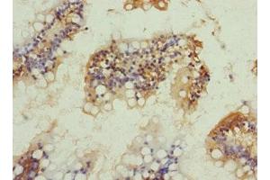 Immunohistochemistry of paraffin-embedded human small intestine tissue using ABIN7161238 at dilution of 1:100 (Neuritin 1-Like anticorps  (AA 1-165))