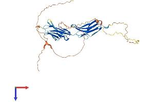 AlphaFold protein structure predicition of Human Recombinant IGSF5 Protein, UniprotID Q9NSI5