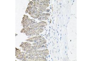 Immunohistochemistry of paraffin-embedded mouse stomach using ATP1B1 antibody at dilution of 1:100 (x40 lens). (ATP1B1 anticorps)