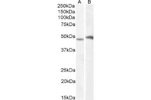 (ABIN571161) (1 μg/mL) staining of Mouse Spinal Cord (A) and Brain (B) lysate (35 μg protein in RIPA buffer). (POU3F3 anticorps  (Internal Region))