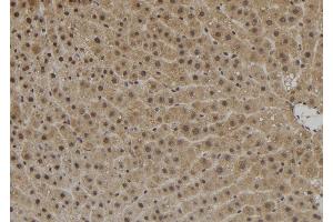 ABIN6272533 at 1/100 staining Rat liver tissue by IHC-P. (ZNF839 anticorps  (Internal Region))