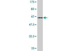 Western Blot detection against Immunogen (58.