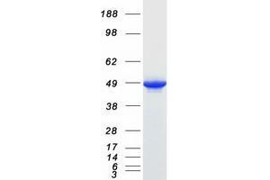 Validation with Western Blot