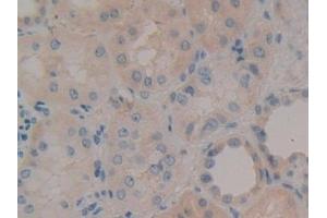 Detection of NID in Human Kidney Tissue using Polyclonal Antibody to Nidogen (NID) (Nidogen anticorps  (AA 971-1219))