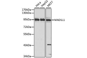Western blot analysis of extracts of various cell lines, using MAD1L1 antibody. (MAD1L1 anticorps)