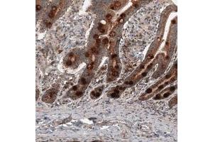 Immunohistochemical staining (Formalin-fixed paraffin-embedded sections) of human duodenum shows strong cytoplasmic immunoreactivity in glandular cells. (RBCK1 anticorps)
