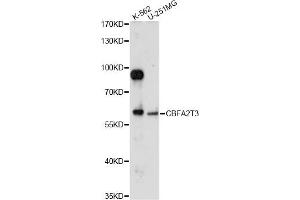 Western blot analysis of extracts of various cell lines, using CBFA2T3 antibody (ABIN6291283) at 1:1000 dilution. (CBFA2T3 anticorps)