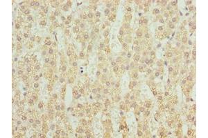 Immunohistochemistry of paraffin-embedded human adrenal gland tissue using ABIN7149279 at dilution of 1:100