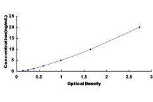 ELISA image for Signal Transducer and Activator of Transcription 2, 113kDa (STAT2) ELISA Kit (ABIN417263)