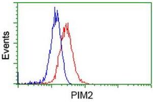 Image no. 8 for anti-Proto-Oncogene Pim-2 (Serine Threonine Kinase) (PIM2) antibody (ABIN1500220) (PIM2 anticorps)