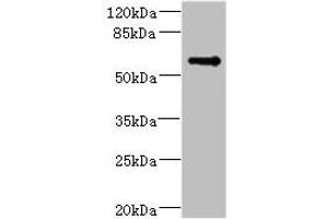 Western blot All lanes: TSNARE1 antibody IgG at 16 μg/mL + Mouse lung tissue Secondary Goat polyclonal to rabbit IgG at 1/10000 dilution Predicted band size: 56 kDa Observed band size: 56 kDa (TSNARE1 anticorps  (AA 6-339))