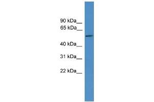 WB Suggested Anti-TTYH3 Antibody Titration:  0. (TTYH3 anticorps  (Middle Region))