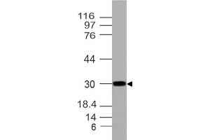 Image no. 1 for anti-Homeobox A9 (HOXA9) (AA 63-272) antibody (ABIN5027256) (HOXA9 anticorps  (AA 63-272))