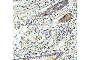 IHC analysis of GIP using anti-GIP antibody (ABIN4886602). (GIP anticorps  (AA 52-93))