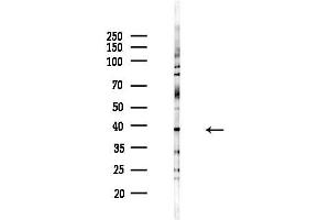 Western blot analysis of lysates from HepG2 cells(LPS,4h treatment), using ADH5 Antibody at 1/1000 dilution.