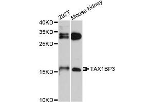 Western blot analysis of extracts of various cell lines, using TAX1BP3 antibody. (TAX1BP3 anticorps)